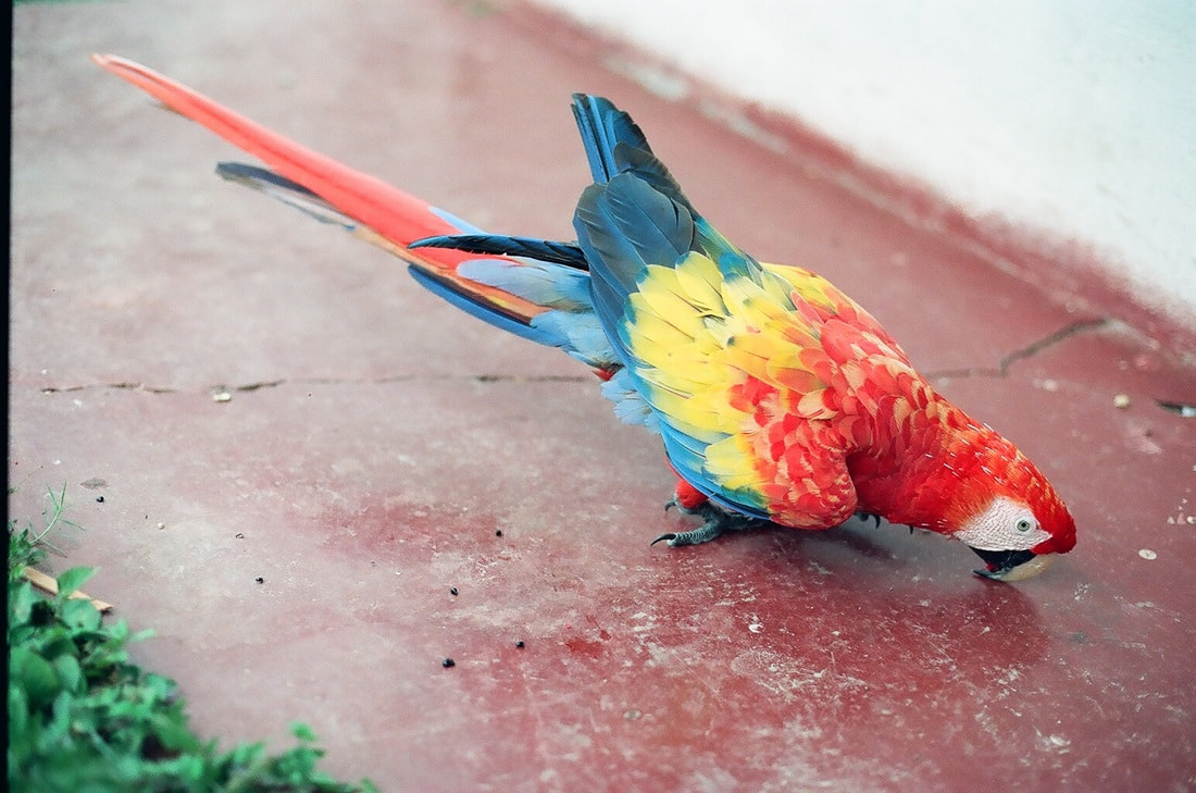 Scarlet Macaw, bird of the Amazon Rainforest, Brazil