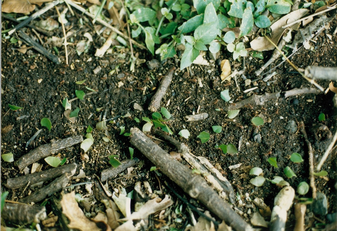 Leaf-cutter ants carrying leaves to their hive, Amazon rainforest, Brazil
