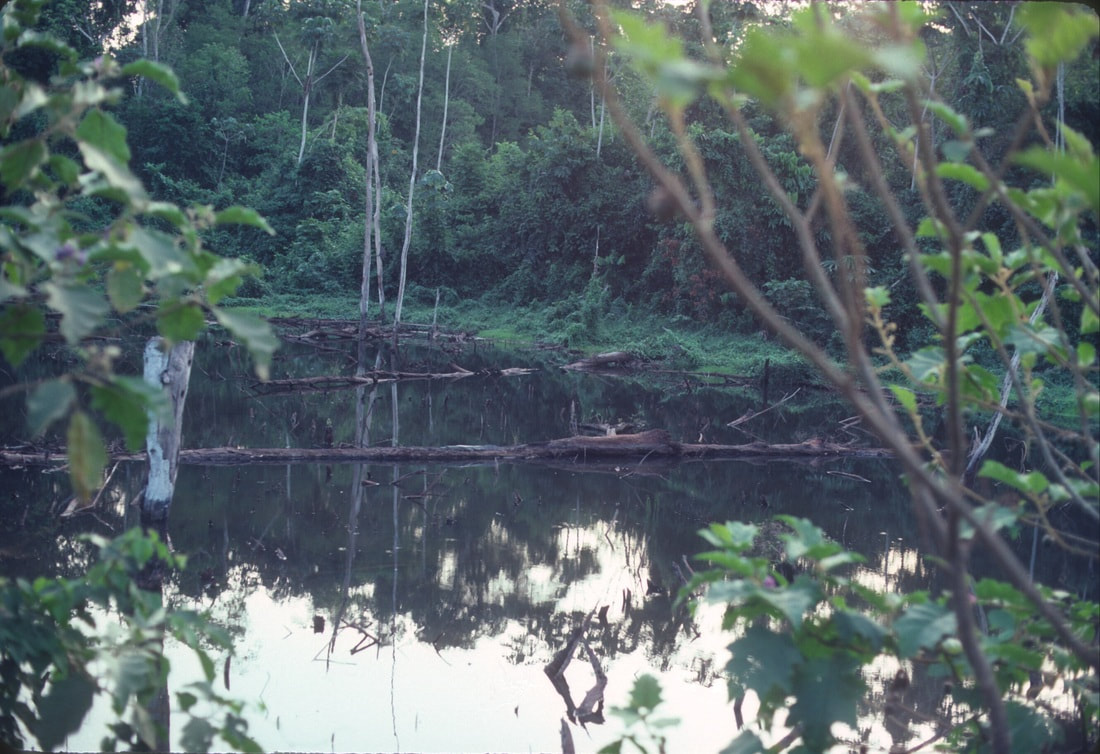 Amazon River with rainforest, Brazil
