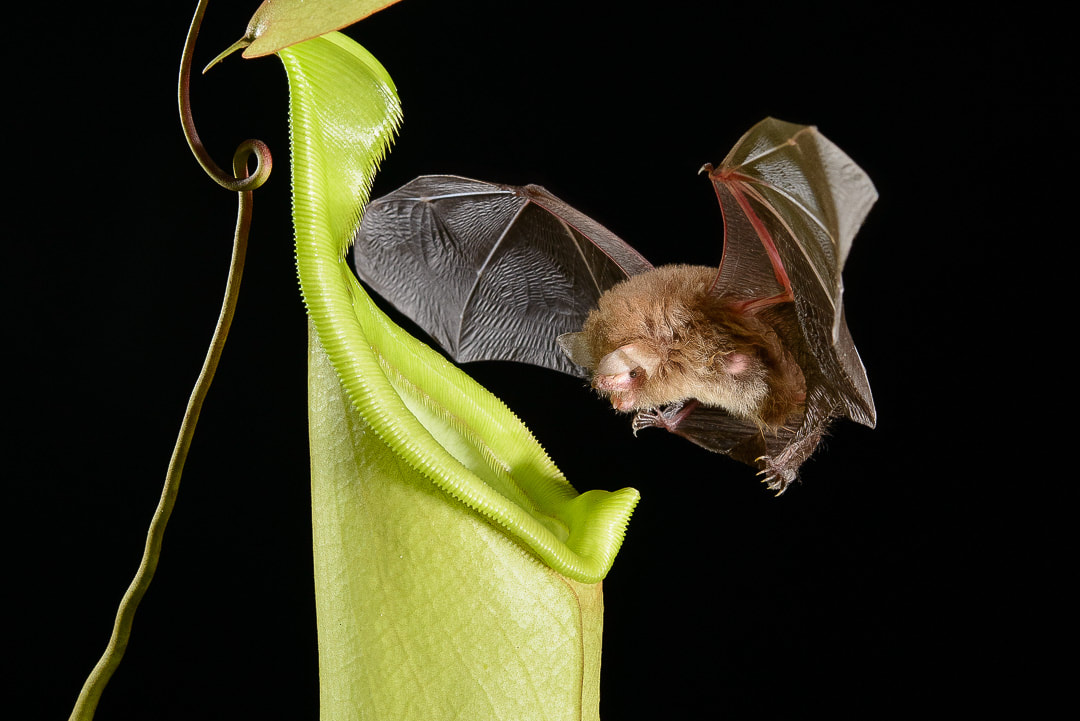 A Hardwicke's Woolly Bat (Kerivoula hardwickii) returns to its roost in a pitcher of Nepenthes hemsleyana