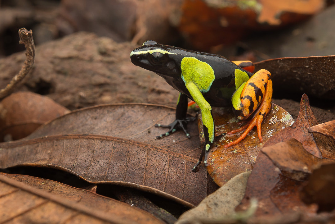 Baron's Mantella (Mantella baroni)