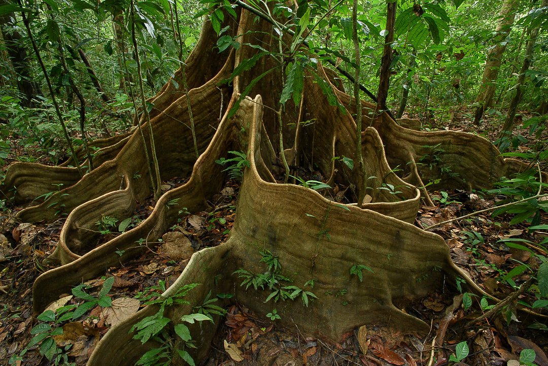 A large fig tree (Ficus sp.) with imposing buttress roots dominates the forest scenery in Tangkoko National Park