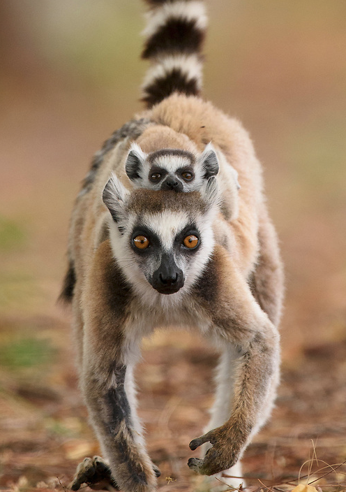 Young Ring-tailed Lemurs (Lemur catta)